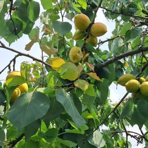 morelowy sad w trzebnickich wzgórzach