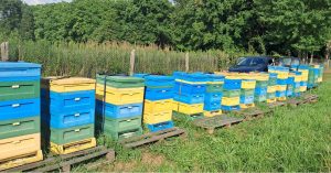 moja pasieka w trzebnickich wzgórzach
