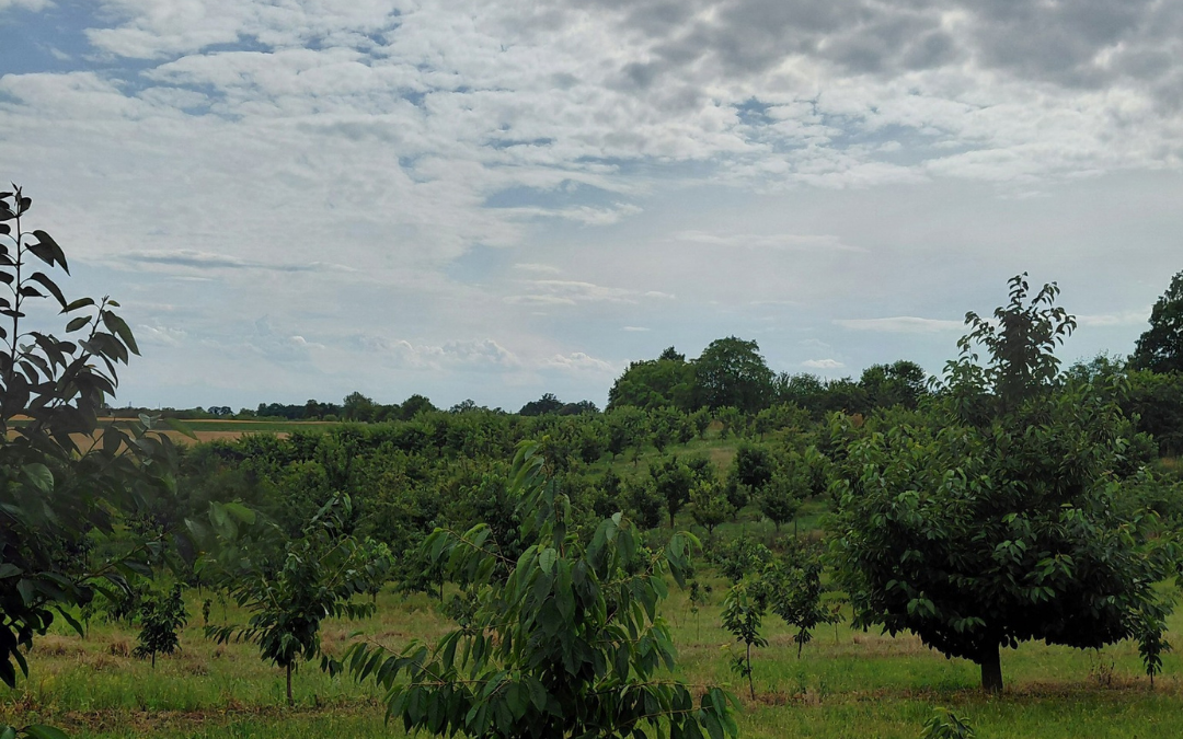 Trzebnickie Wzgórza – miejsce, w którym zakochałem się bez pamięci